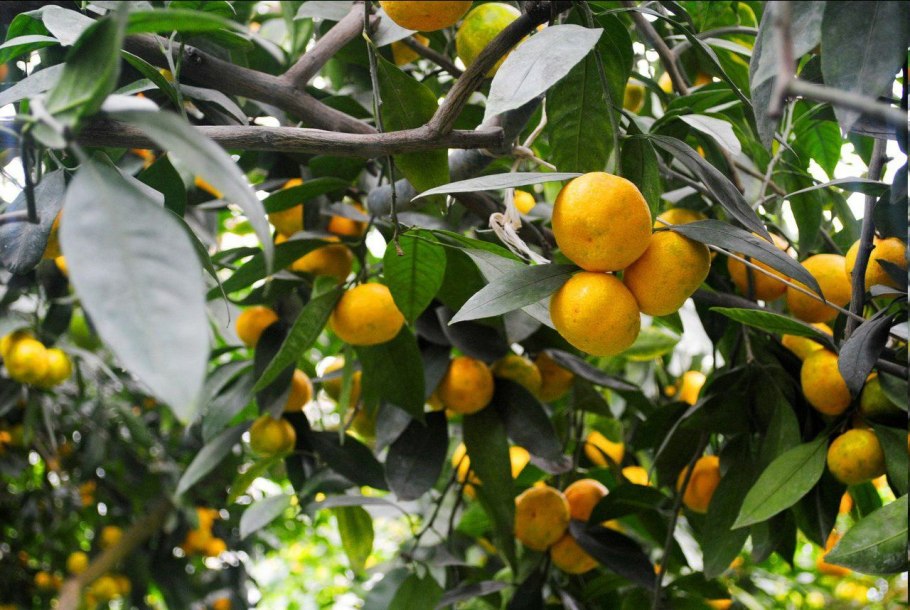 Лимонарий Уфа