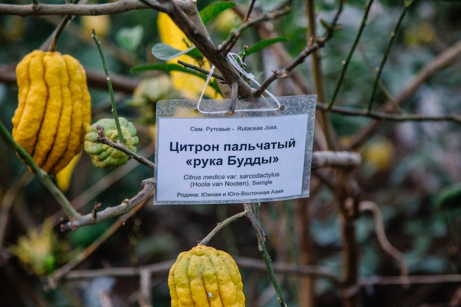Ботанический сад лимонарий Уфа