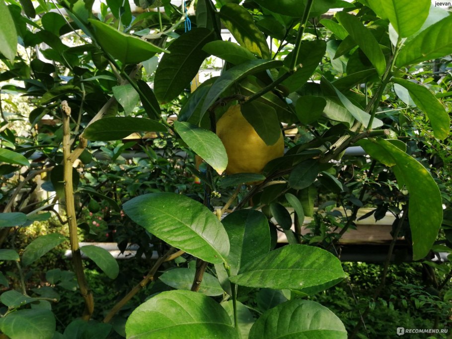 Лазаревское лимонарий