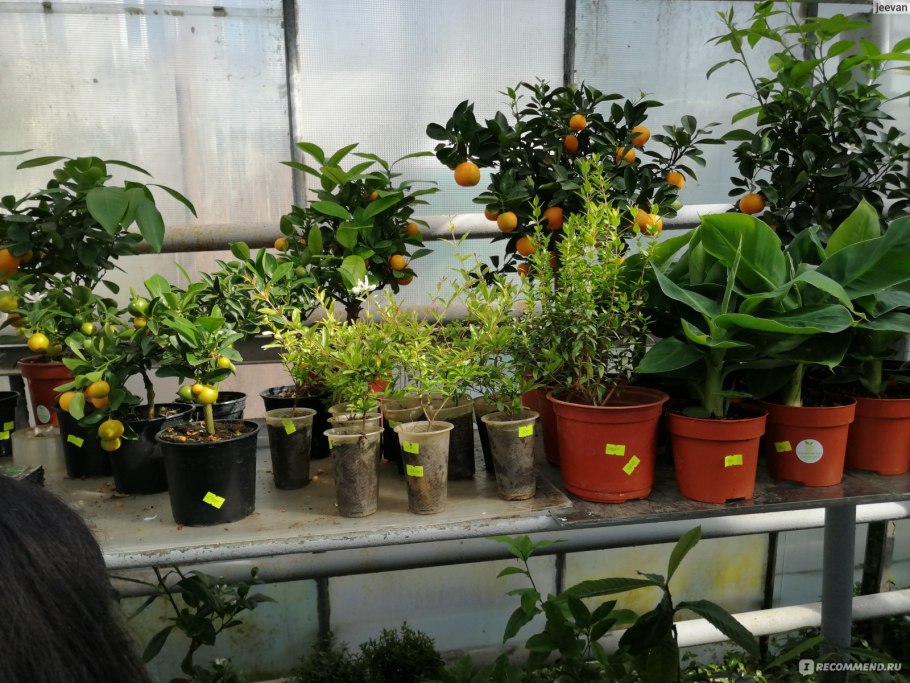 Сорт лимона Дженоа