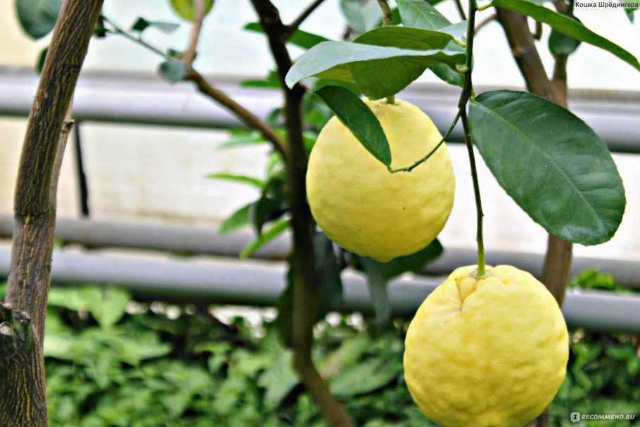 Лимонарий животные