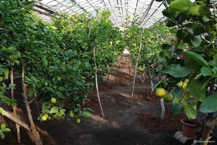 Лимонарий Уфа