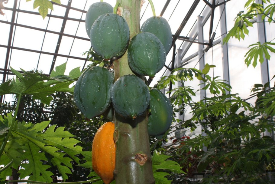 Уфимский лимонарий климат