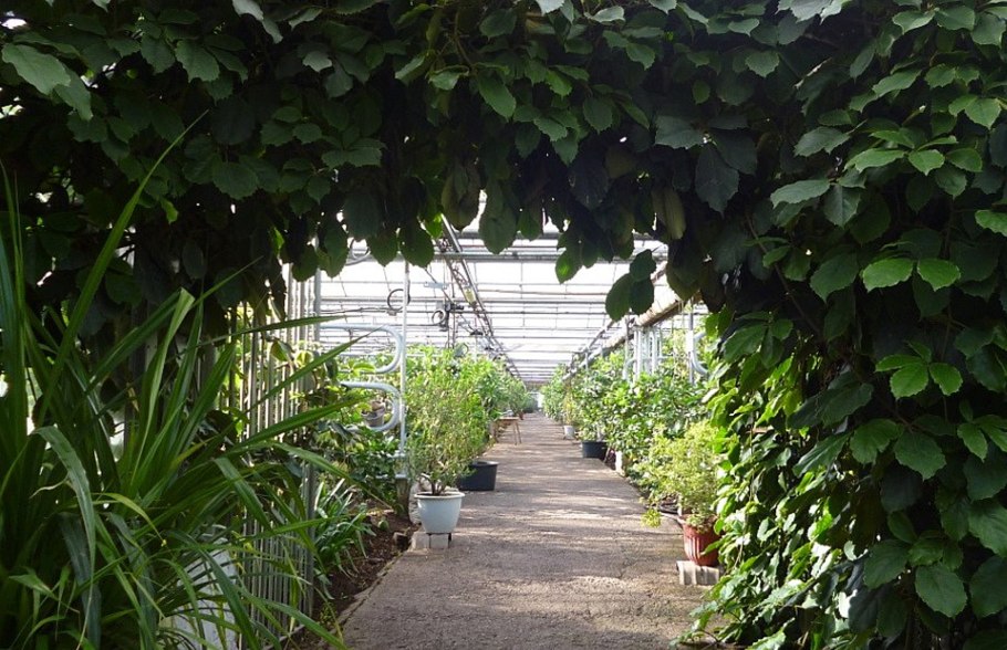 Лимоны в лимонарии Уфа