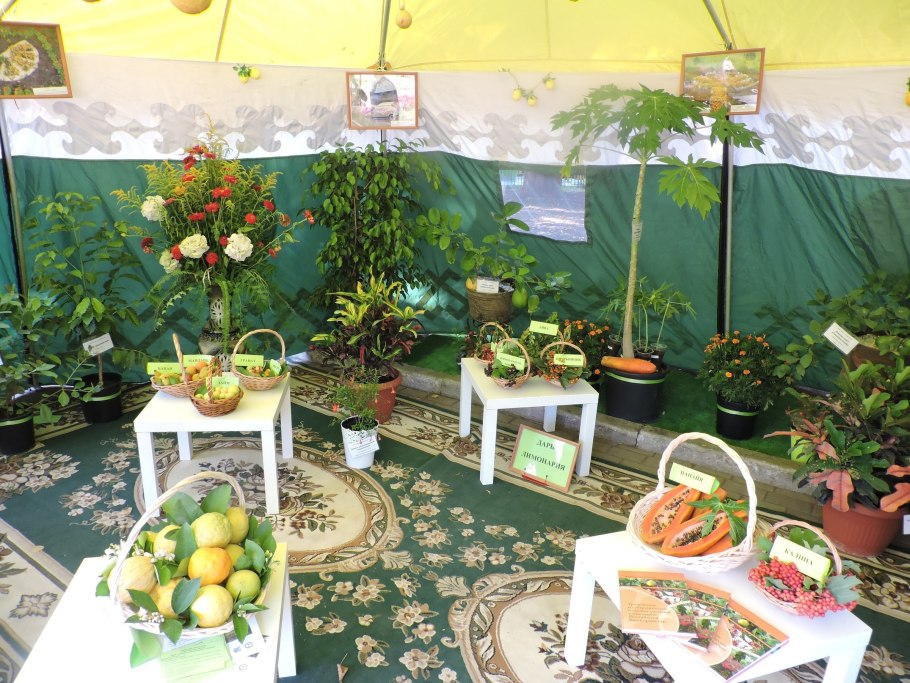 Уфа оранжерея лимонарий