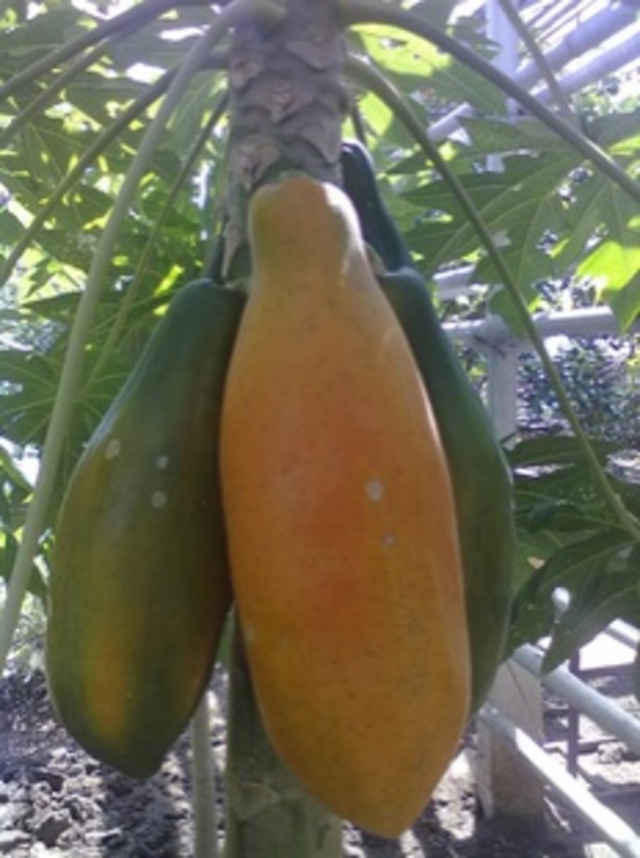 Уфимский лимонарий