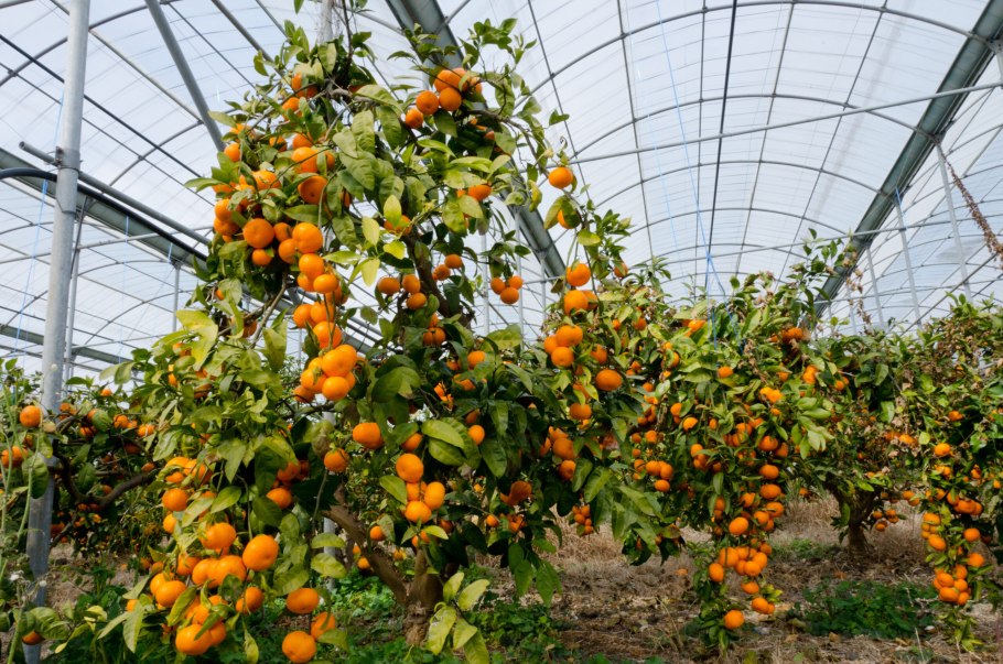 Лимонарий Уфа официальный сайт