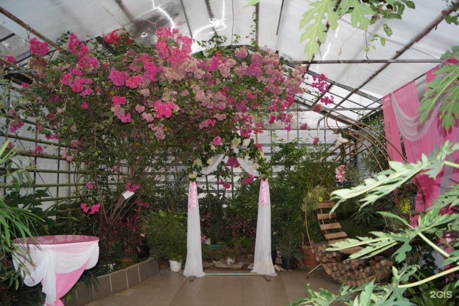 Саратовский лимонарий саженцы лимона Юбилейный