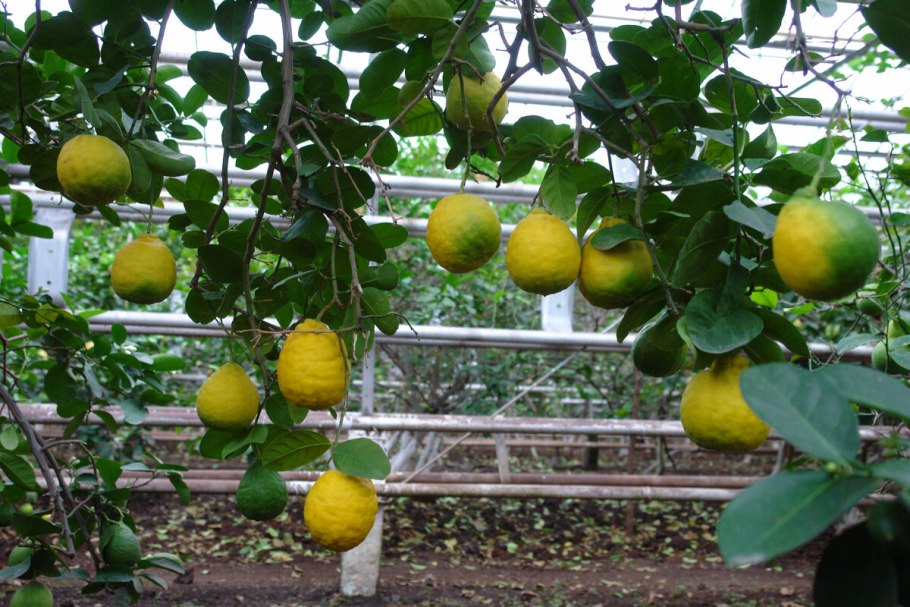 Уфимский лимонарий в Уфе