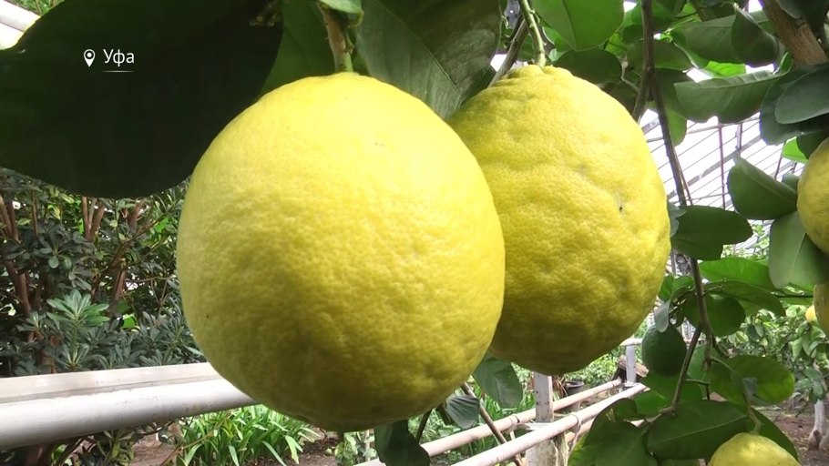 Саратовский лимонарий саженцы лимона Юбилейный