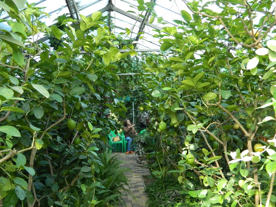 Лимонарий Саратов