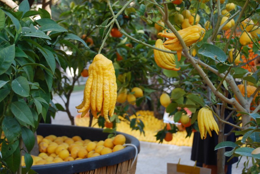 Лимонарий Уфа официальный сайт