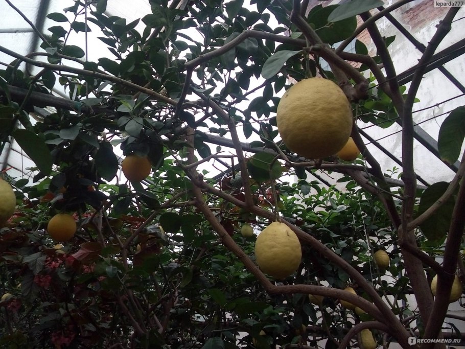 Лимонарий Набережные Челны экскурсия