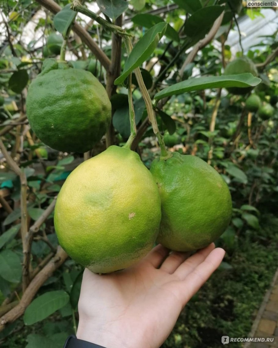 Лимонарий Менделеева 152/2 Уфа