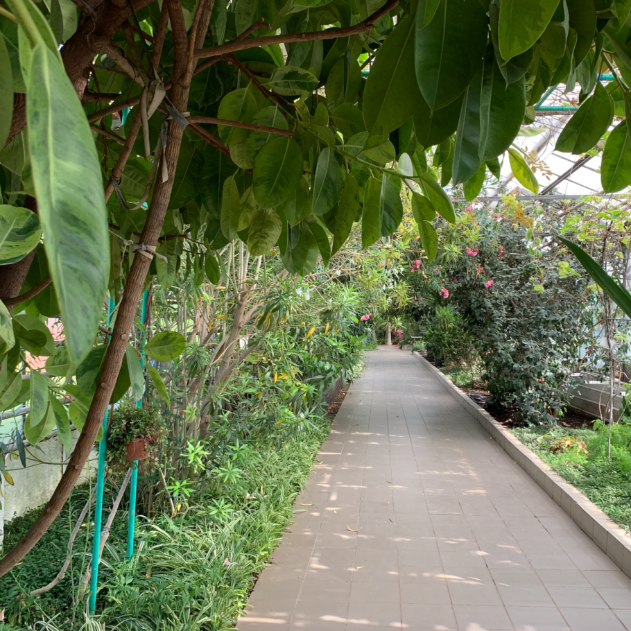 Лимонное дерево Астара