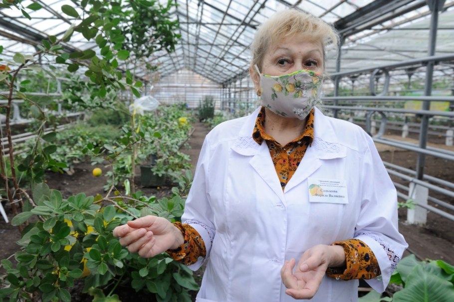 Теплица лимонария