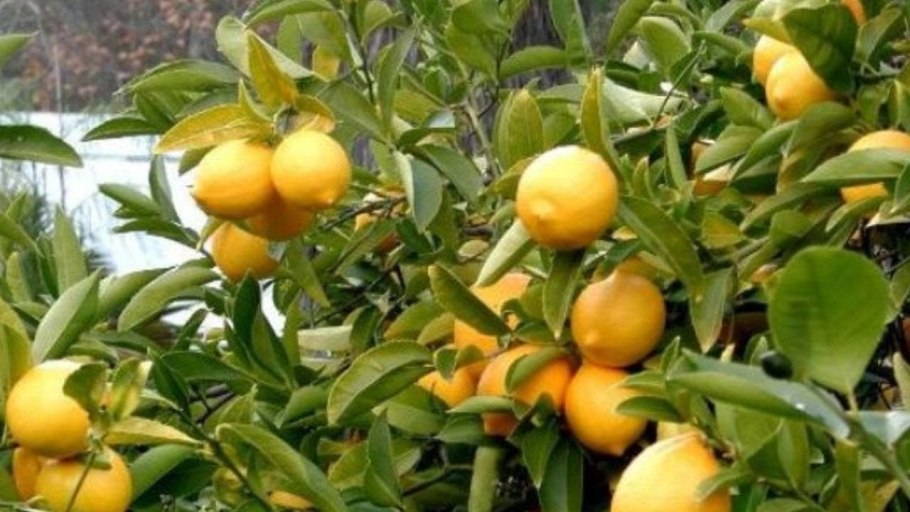 Иссикхонада лимон етиштириш