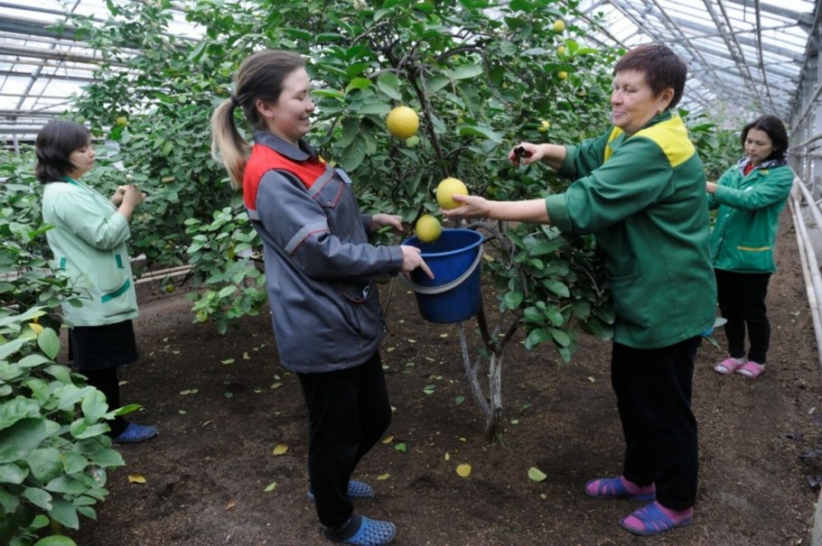 Лимонарий в Ташкенте