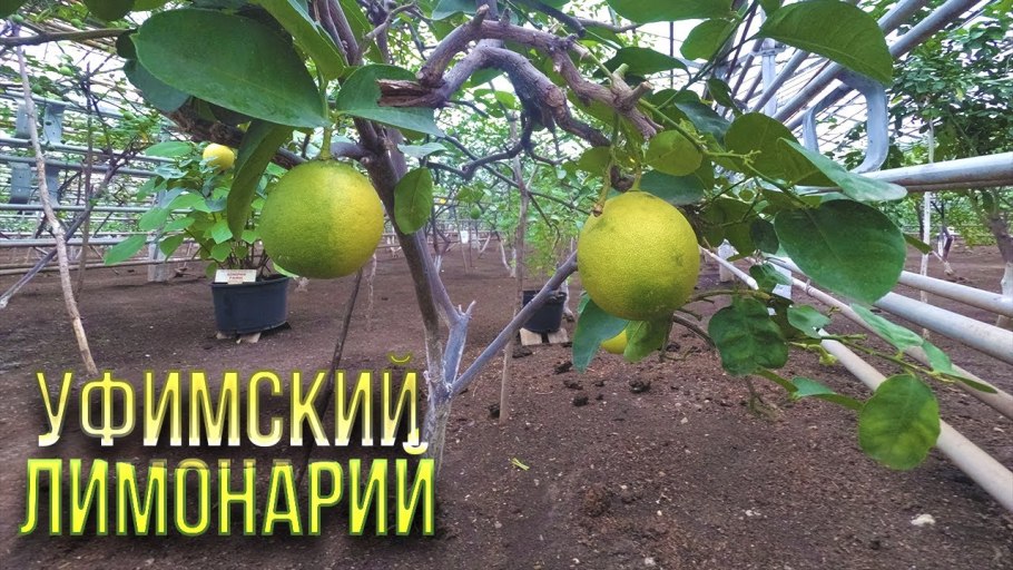 Лимонарий Саратов кот