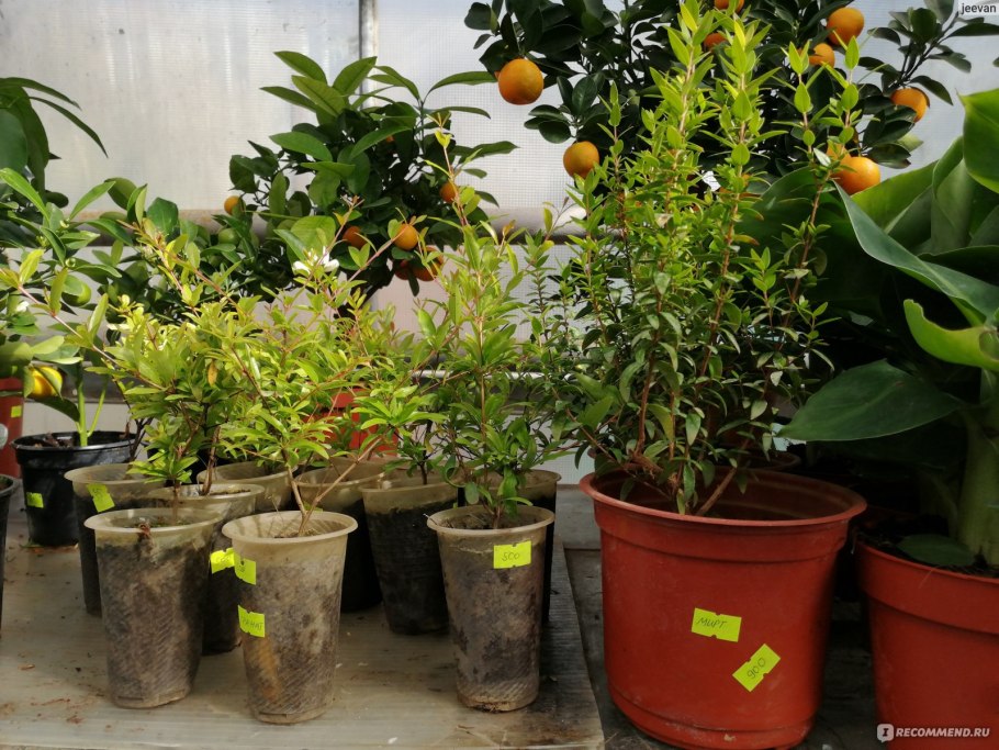 Уфимский лимонарий