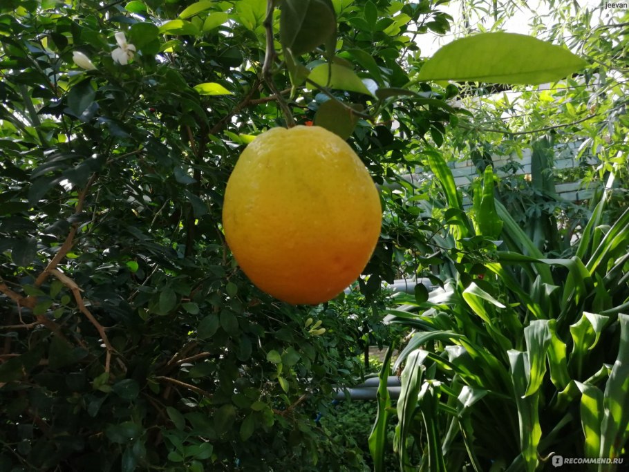 Саратовский лимонарий