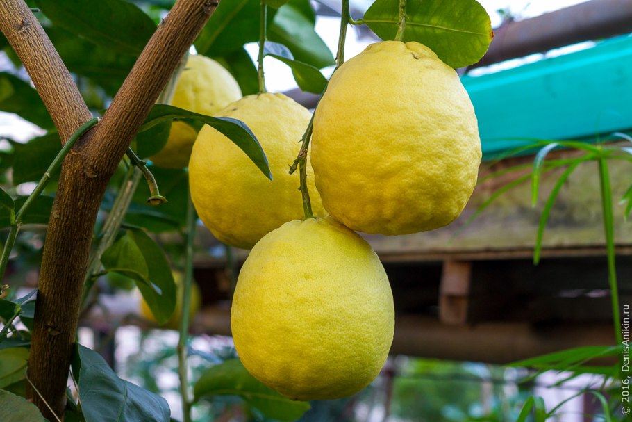 Гуава цитрусовое растение