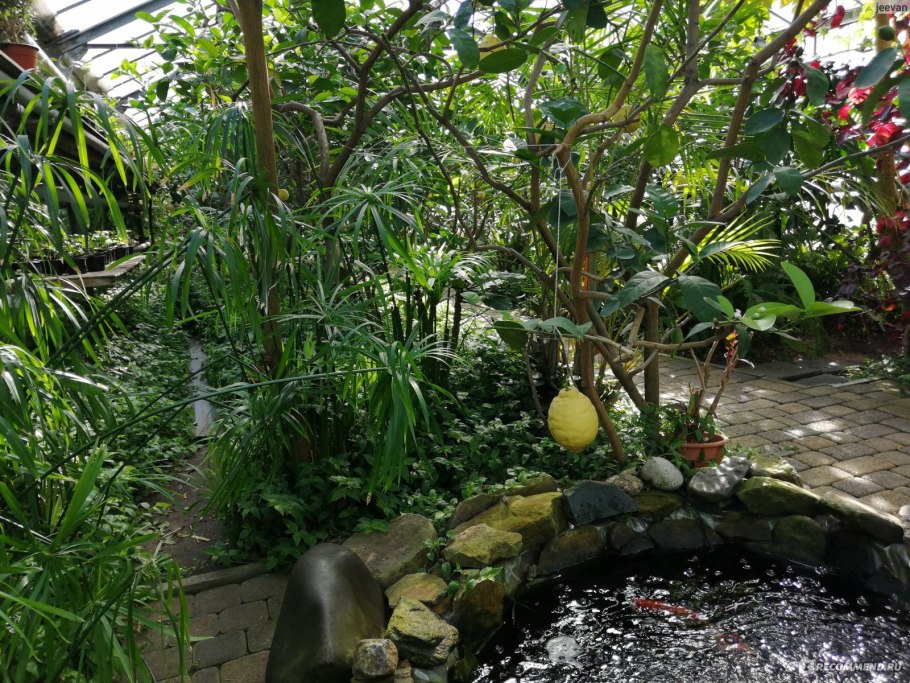 Саратовский лимонарий