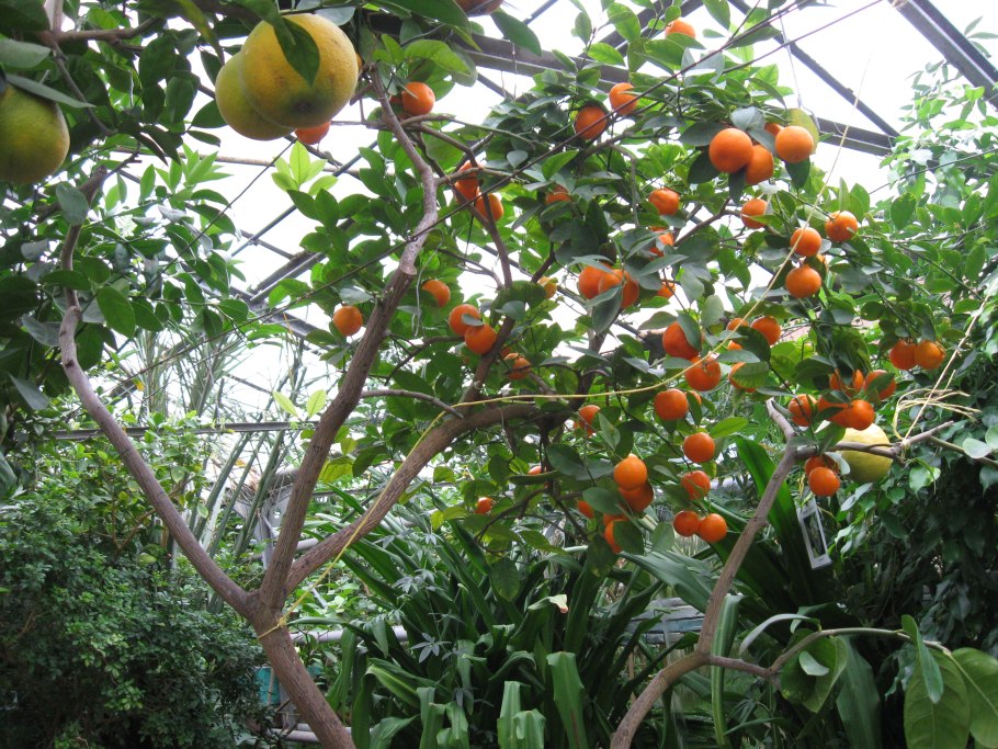 Саратовский лимонарий саратов