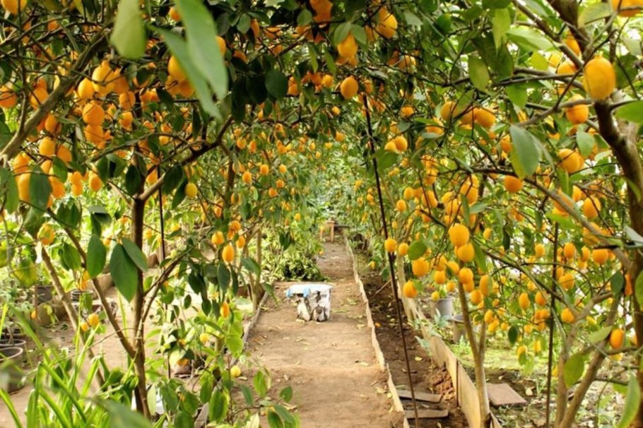 Уфимский лимонарий сорта Лимонов