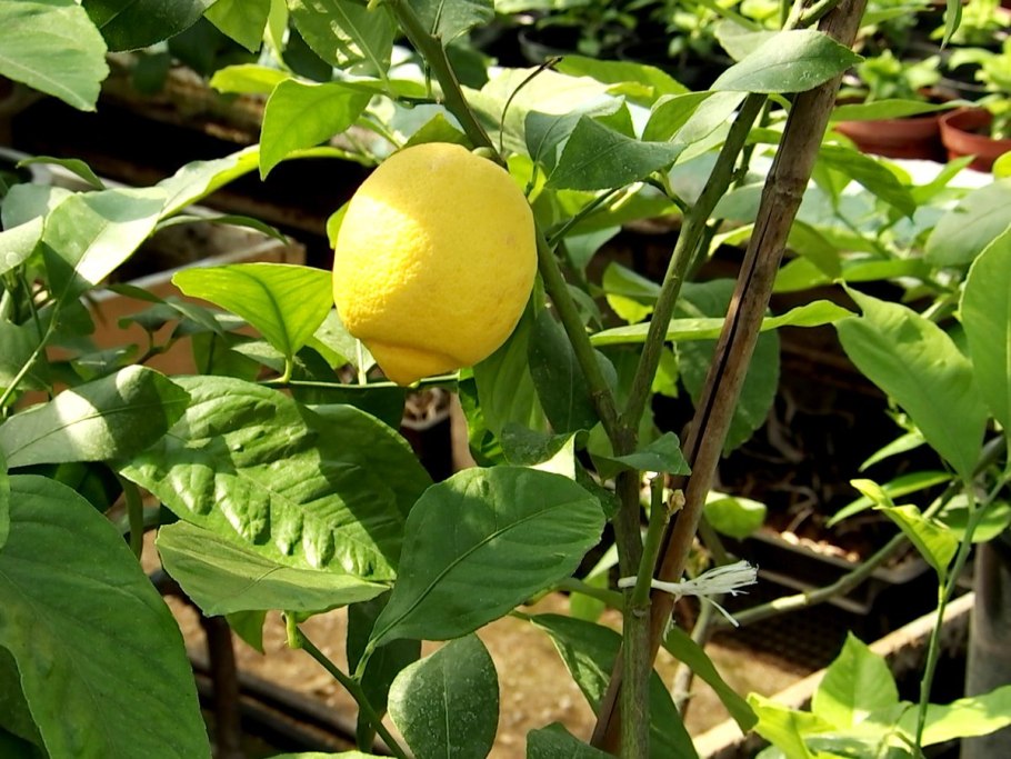 Лимонарий Уфа