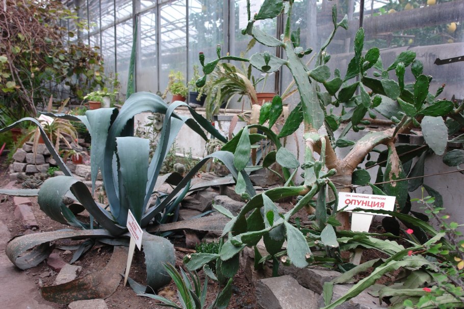 Фарида Садыкова лимонарий