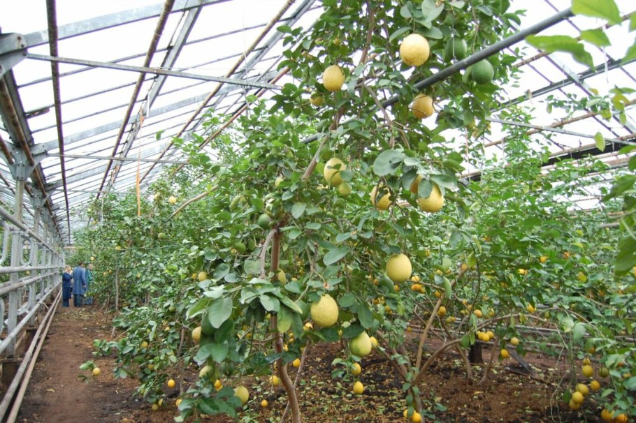 Лимон сорт Новогрузинский