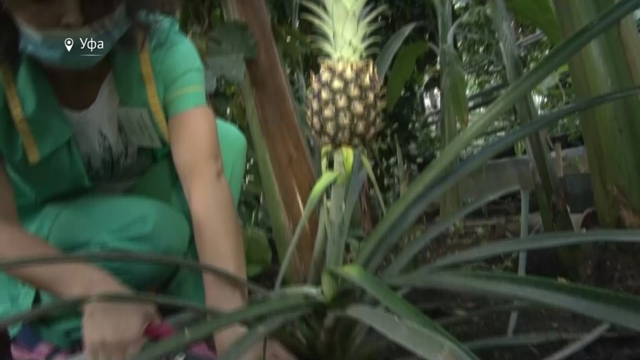 Лимонария стандарт