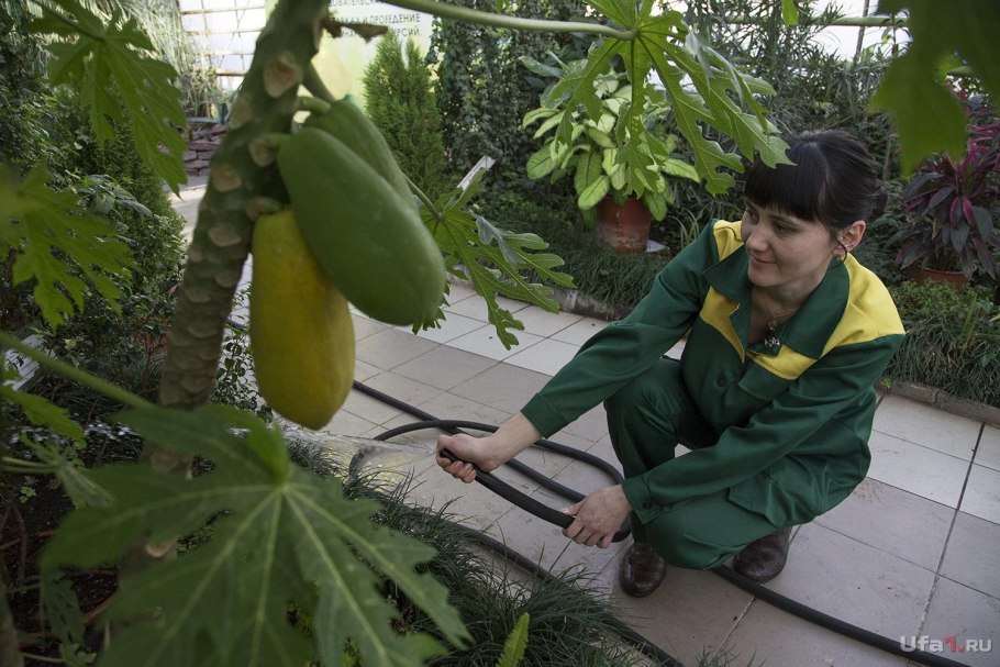 Уфимский лимонарий сорта Лимонов