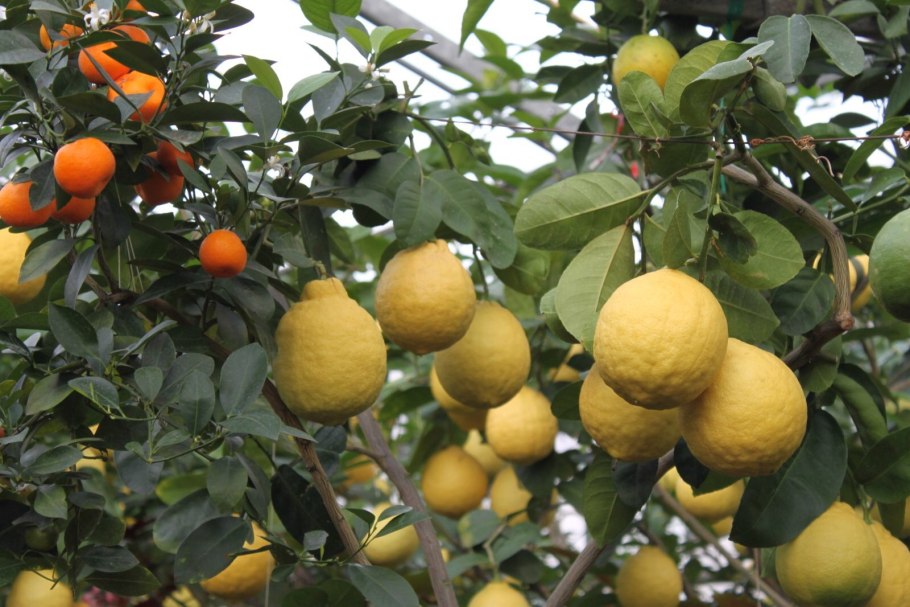 Лимонарий Менделеева 152/2 Уфа