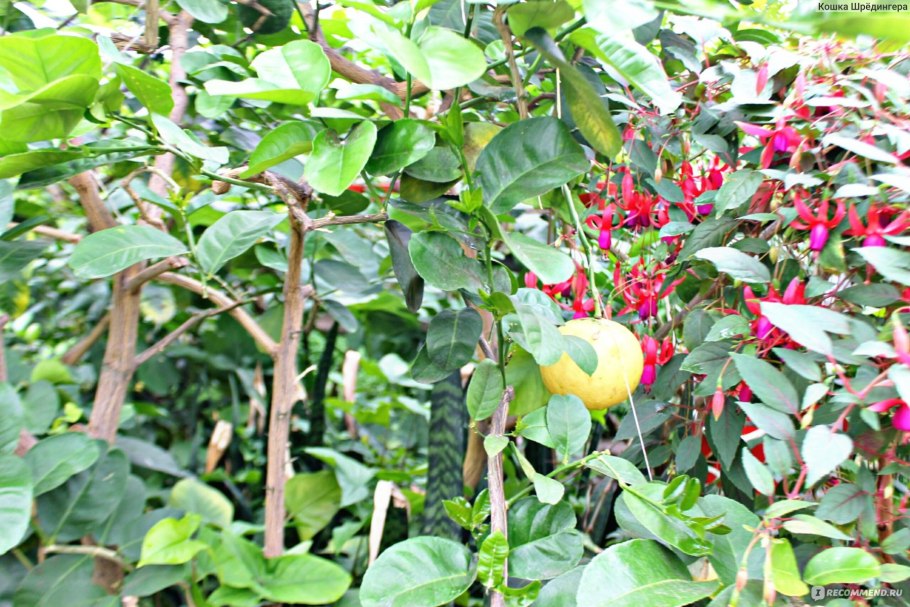 Саратовские достопримечательности Саратовский лимонарий