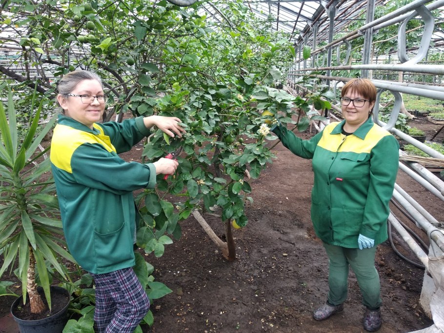 Ботанический сад лимонарий Уфа