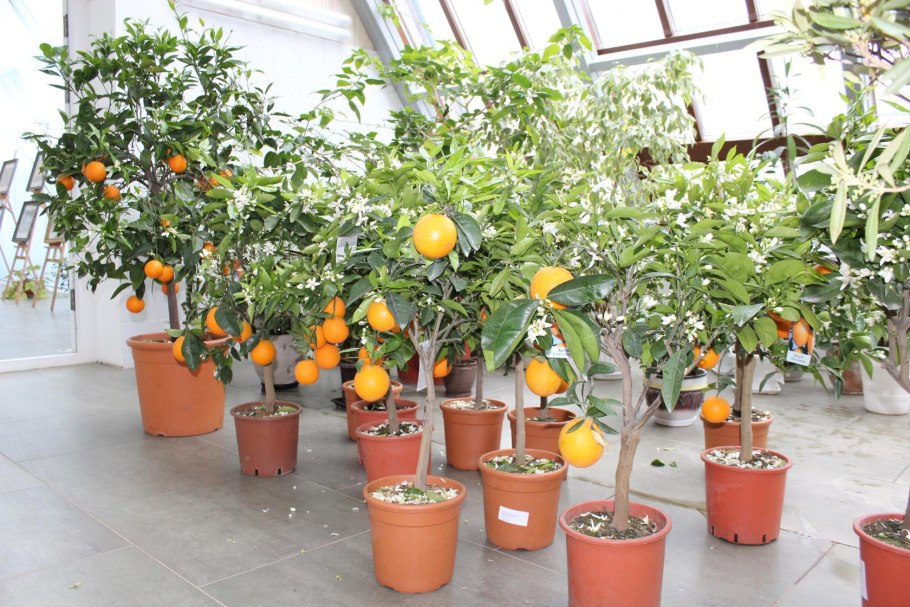 Дерево мандарин