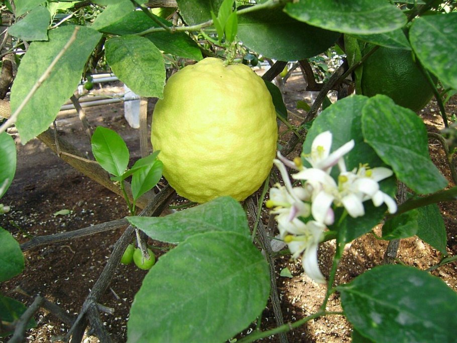 Растения в Саратовском лимонарии