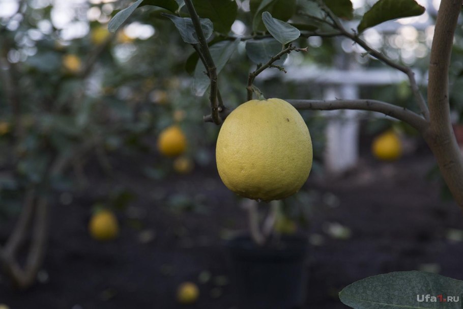 Уфимский лимонарий