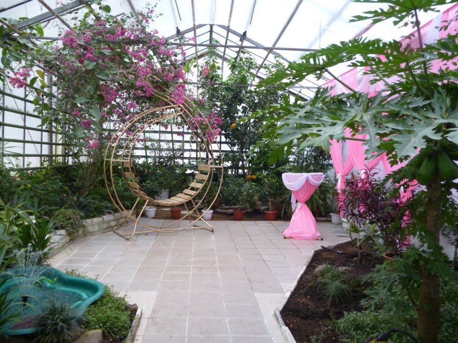 Лимонария цветок