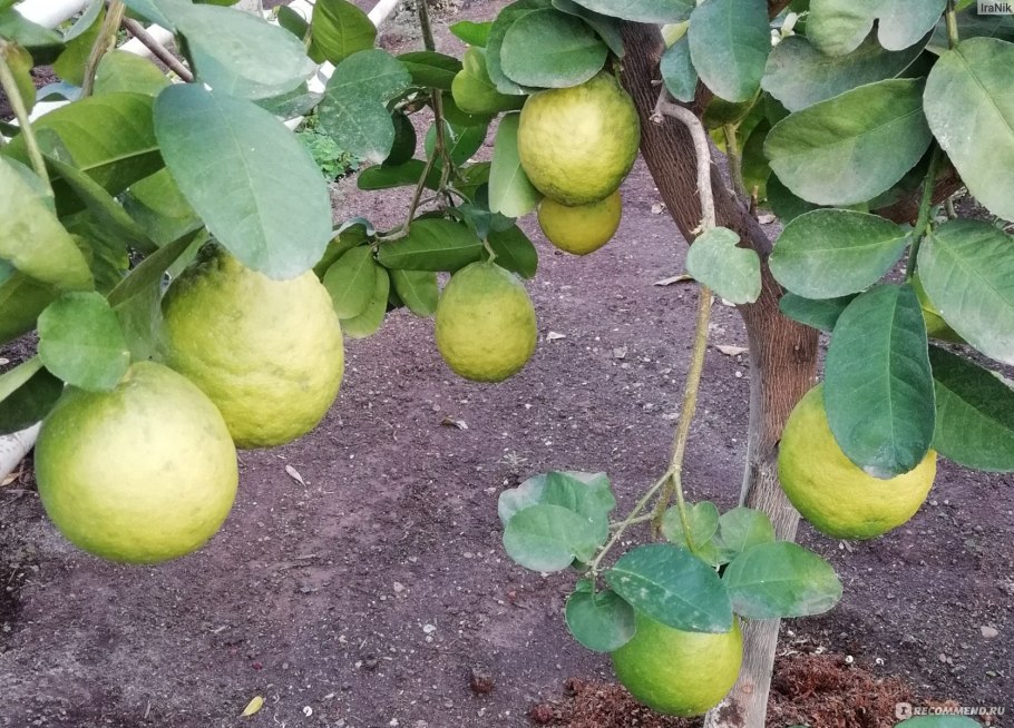 Лимоны в лимонарии Уфа