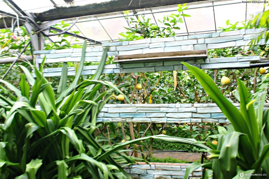 Лимонарий саратов