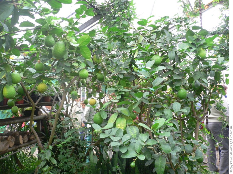 Иссикхона лимонария