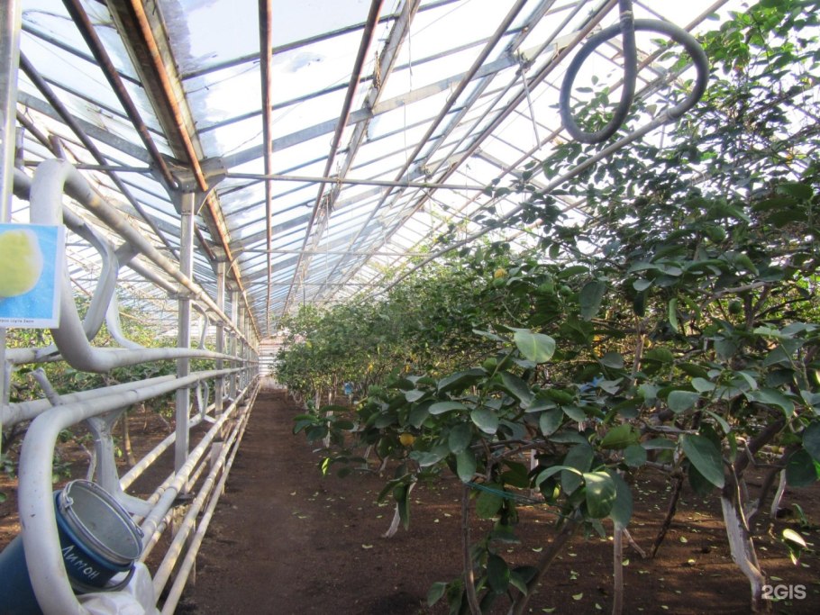 Ботанический сад лимонарий Уфа
