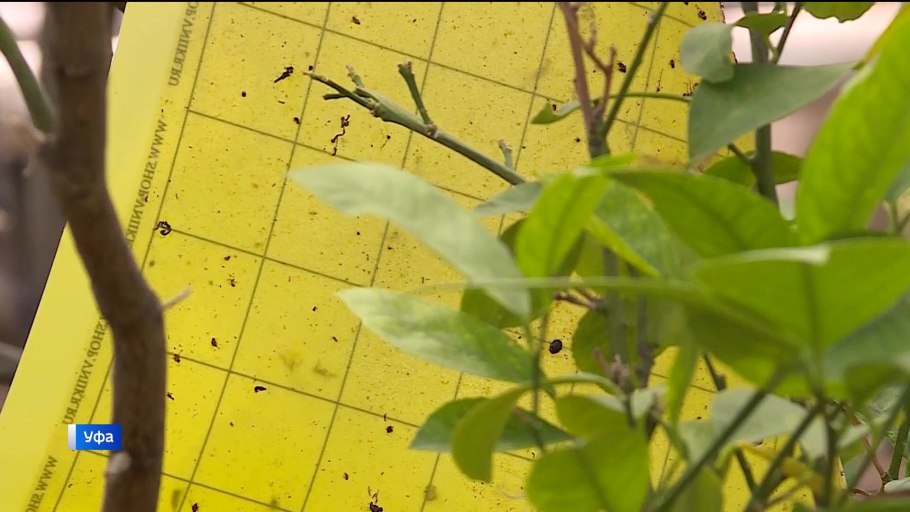 Дынное дерево