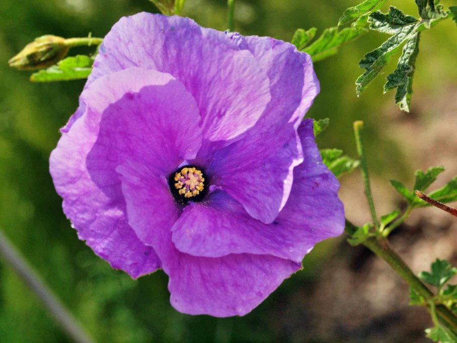 Алиогине Хьюгеля