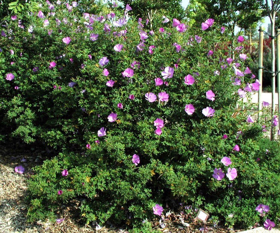 Гибискус Royal Velvet