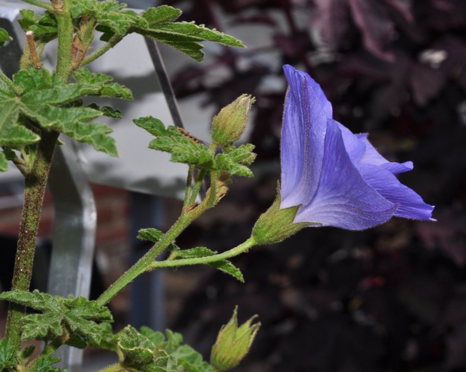 Гибискус сирийский изгородь