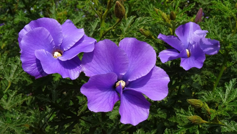 Гибискус Alyogyne